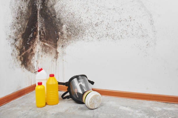 Office Mold Removal Services in Starke, FL