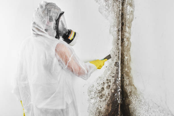 Crawl Space Mold Removal in Starke, FL