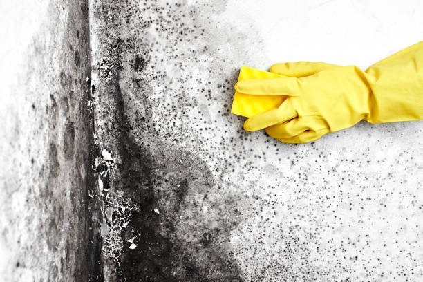 Best Crawl Space Mold Removal  in Starke, FL