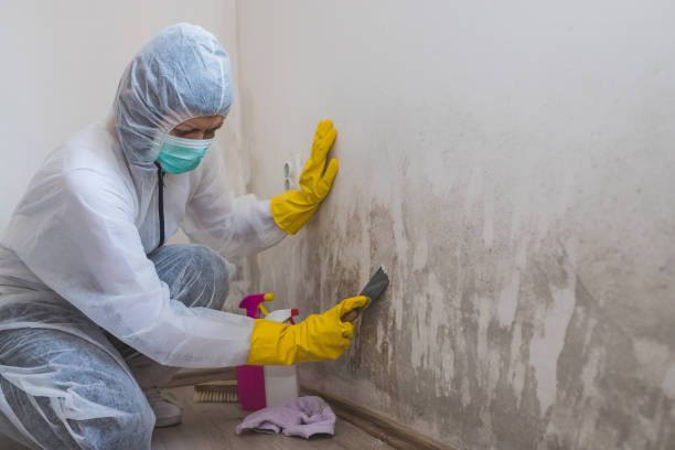 Best Affordable Mold Removal  in Starke, FL