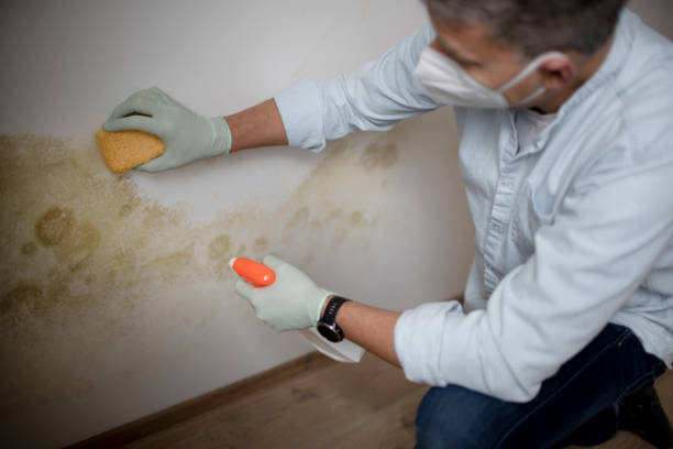 Best Mold Inspection  in Starke, FL