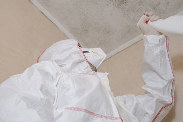 Best Mold Remediation  in Starke, FL