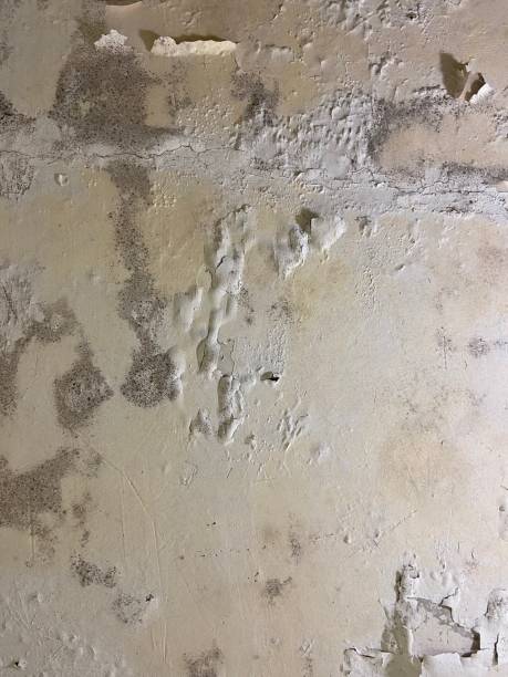 Attic Mold Removal in Starke, FL