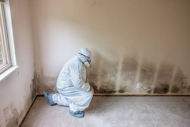Best Fast Mold Removal  in Starke, FL