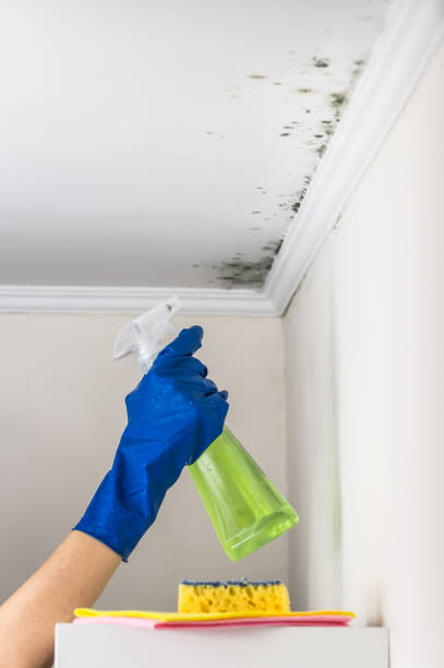 Certified Mold Removal in Starke, FL
