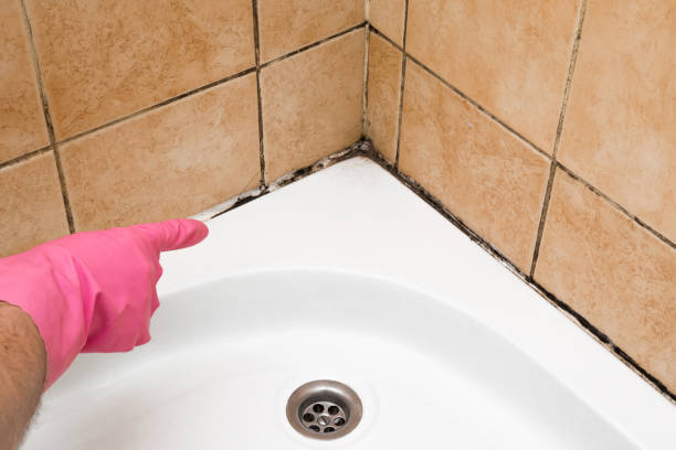Best Office Mold Removal Services  in Starke, FL